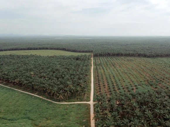 Asia Faces Heightened Food Security Threats Due to El Niño and Geopolitical Tensions